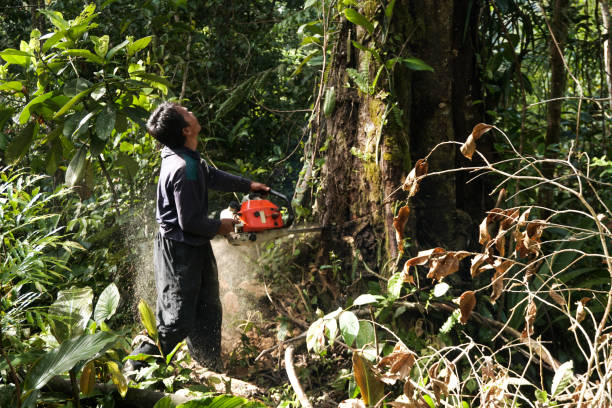  Dash Point, WA Tree Service Pros